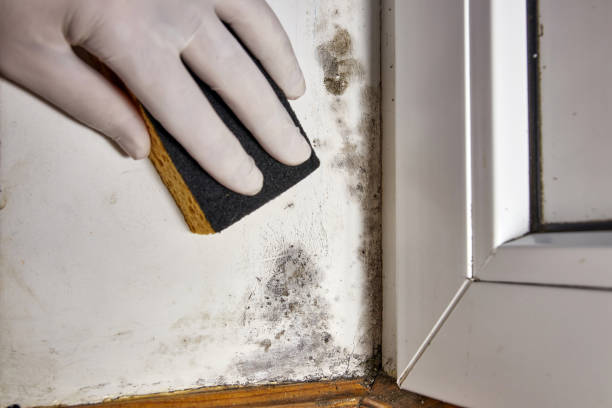 Mold Remediation for Vacation Homes in Homewood, AL