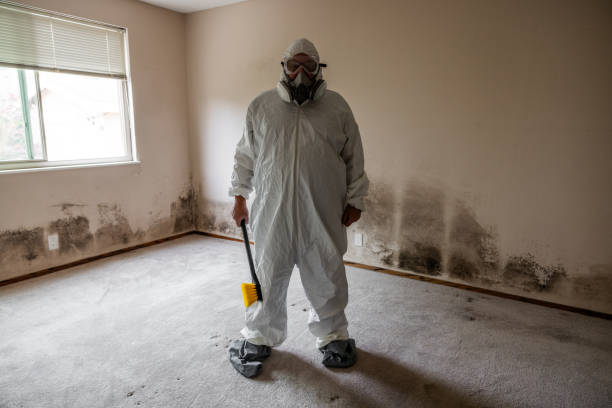 Environmental Consulting for Mold Prevention in Homewood, AL